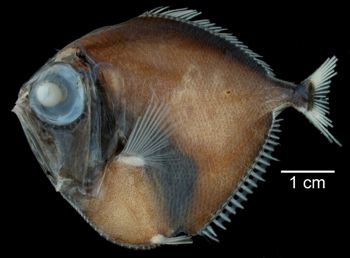 Media type: image; Ichthyology 164710